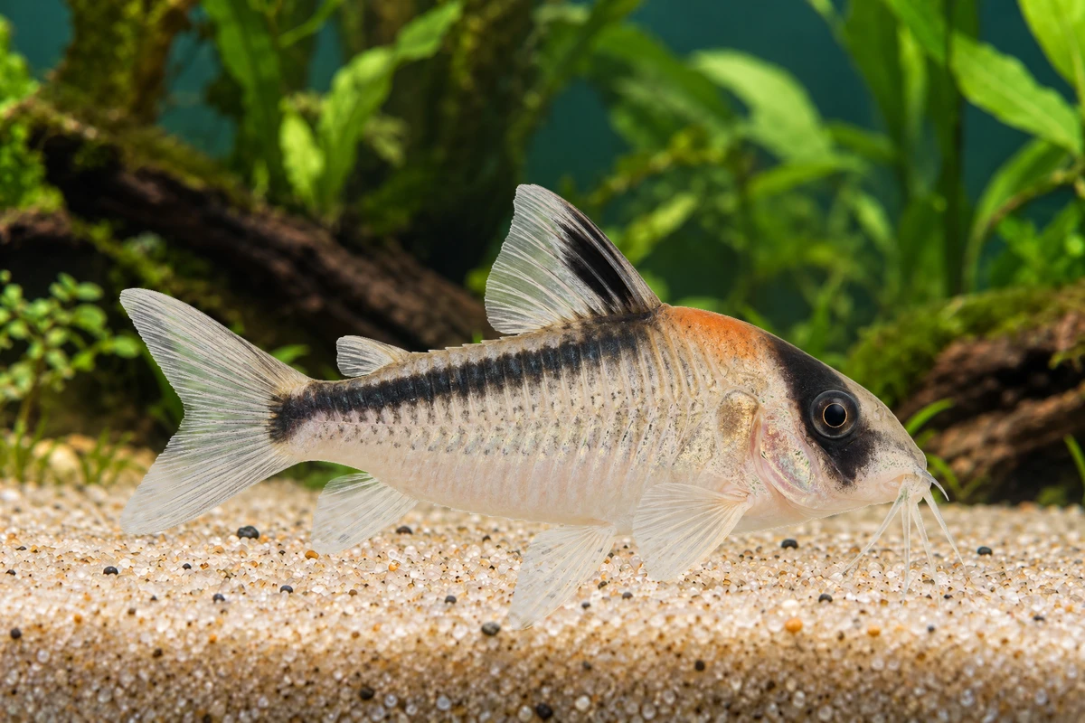 Illustration: Adolfo-Panzerwels (Hoplisoma adolfoi)