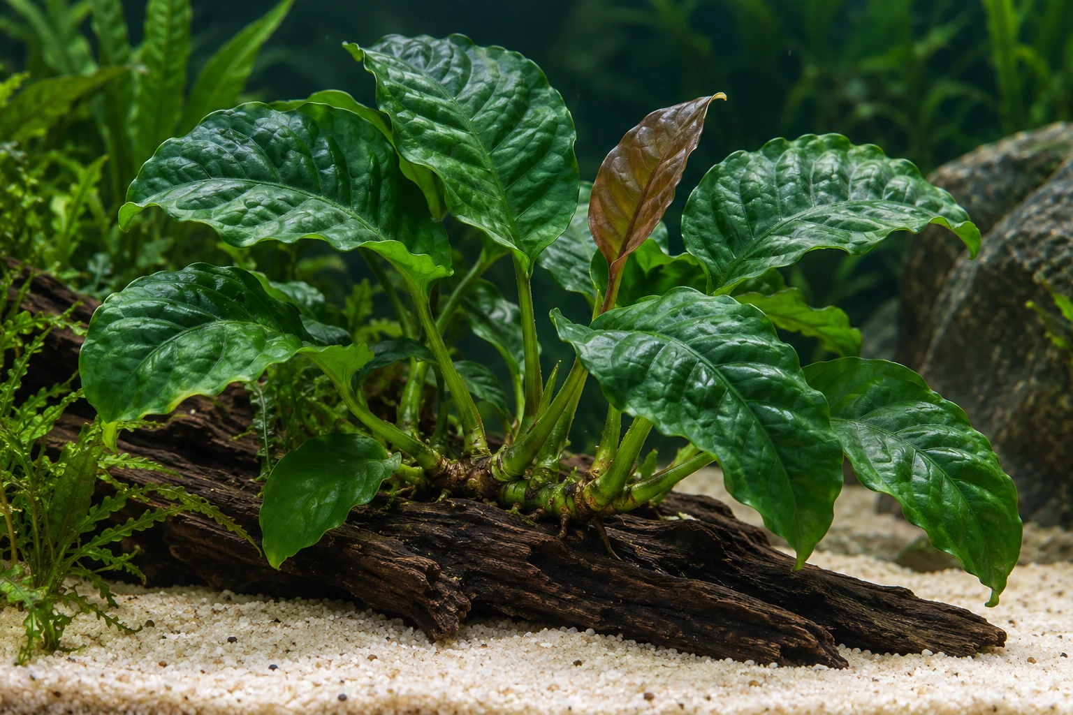 Kaffeeblättriges Speerblatt (Anubias barteri 'Coffeifolia') in natürlicher Aquarienszene