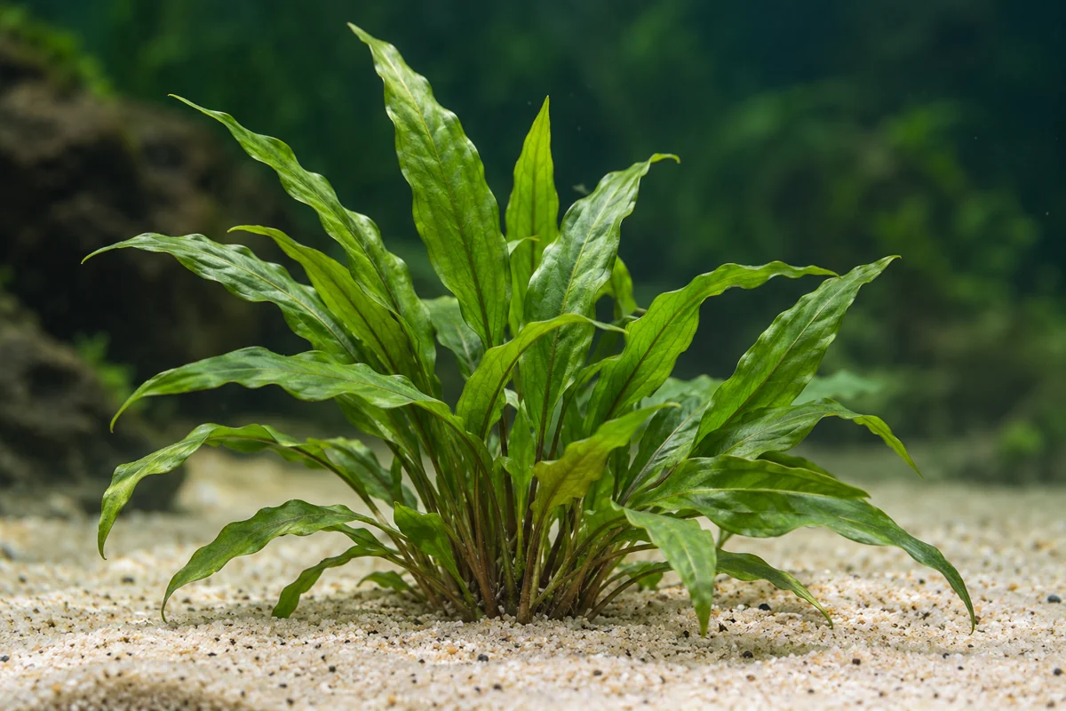 Illustration: Grüner Wasserkelch (Cryptocoryne wendtii 'Green')