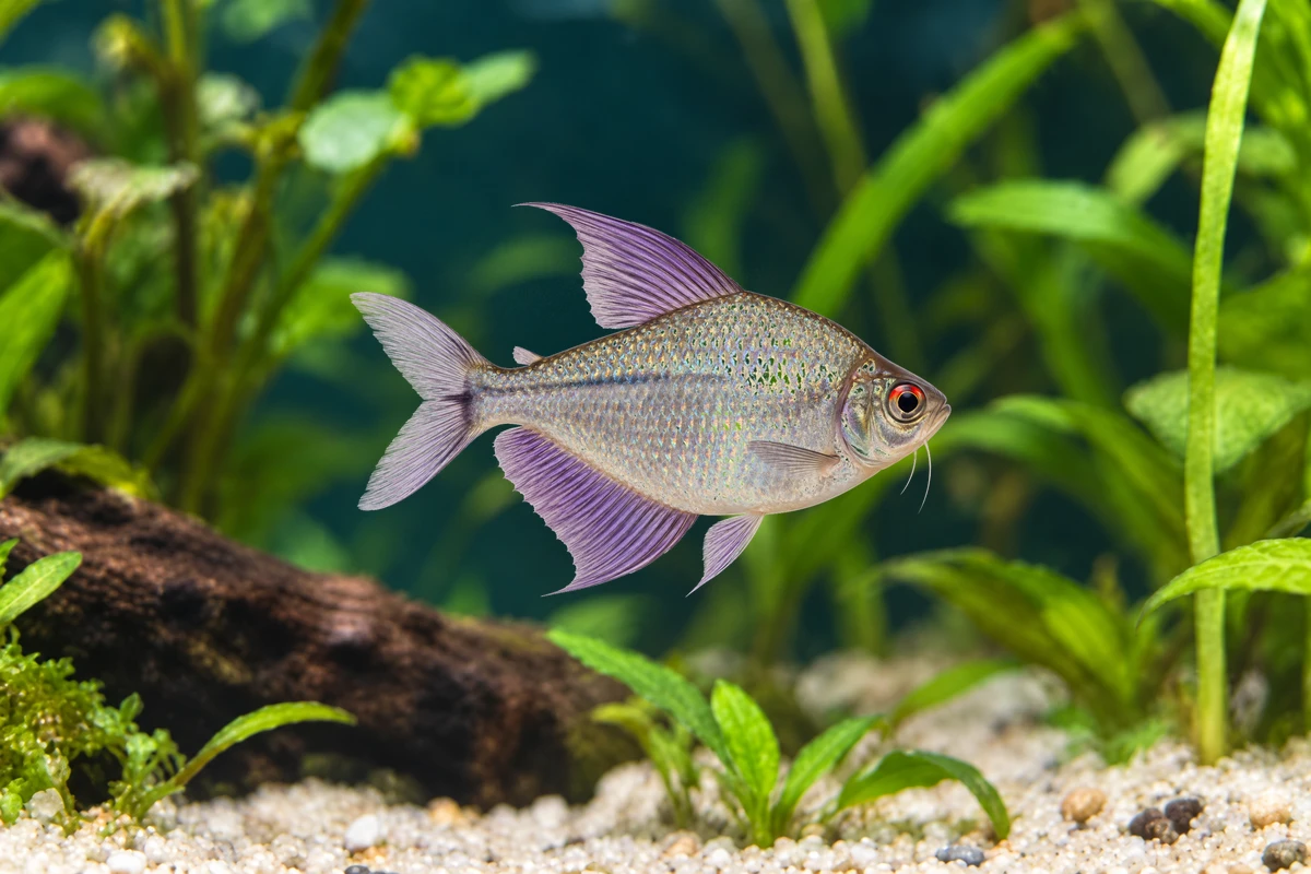 Illustration: Diamantsalmler (Makunaima pittieri)