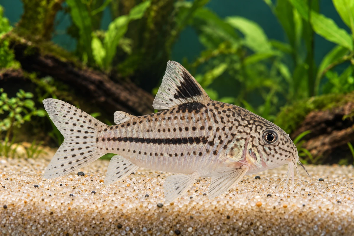 Illustration: Dreilinien-Panzerwels (Hoplisoma trilineatum)