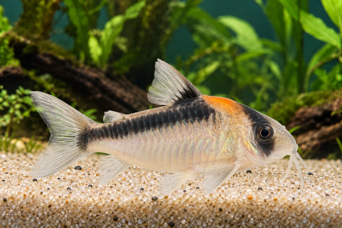 Illustration: Duplicareus-Panzerwels (Hoplisoma duplicareum)