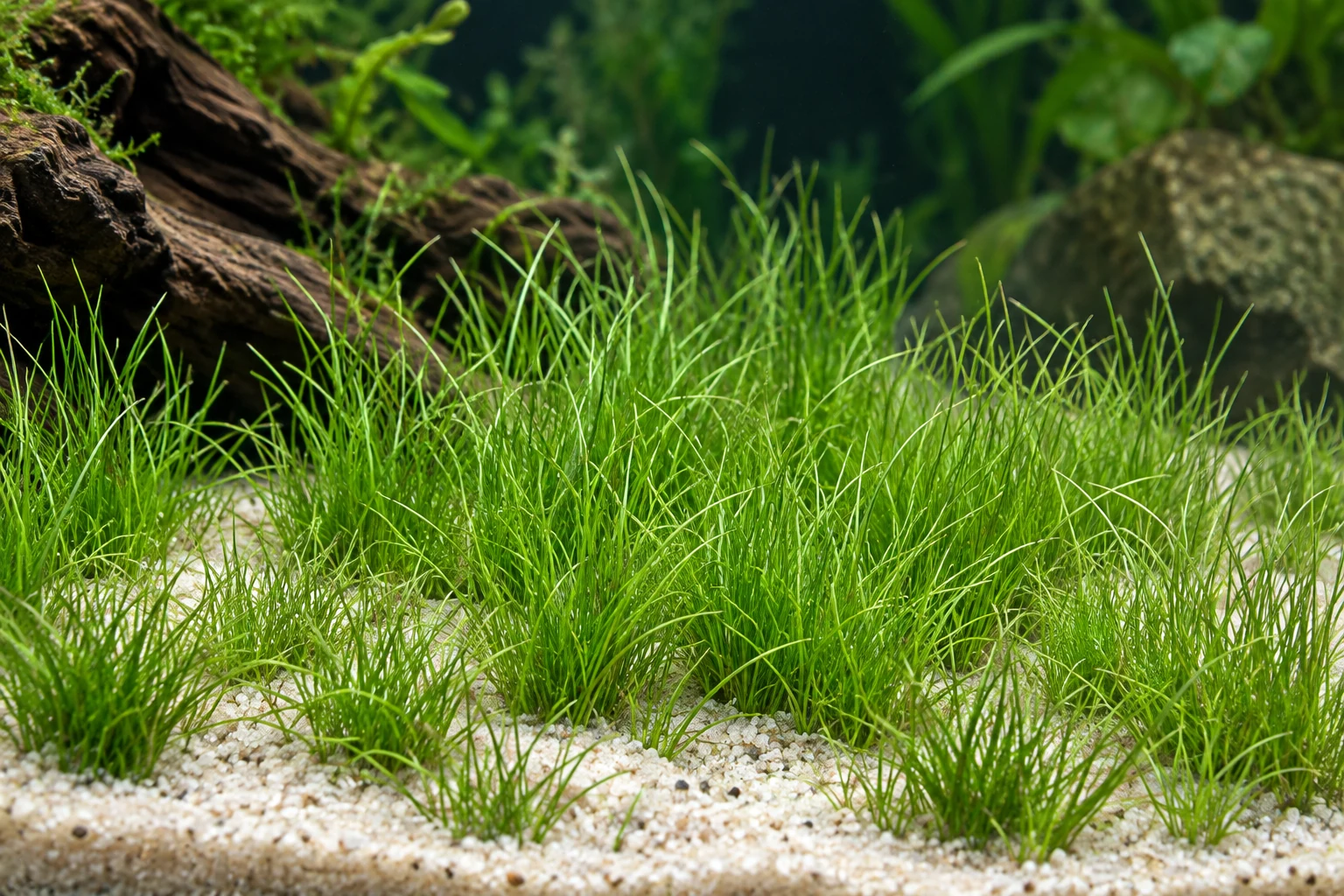 Mini-Nadelsimse (Eleocharis pusilla 'Mini') in natürlicher Aquarienszene