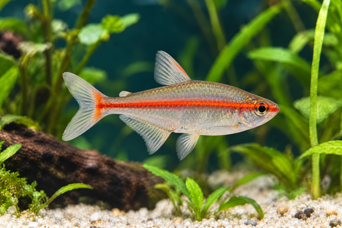 Illustration: Glühlichtsalmler (Hemigrammus erythrozonus)