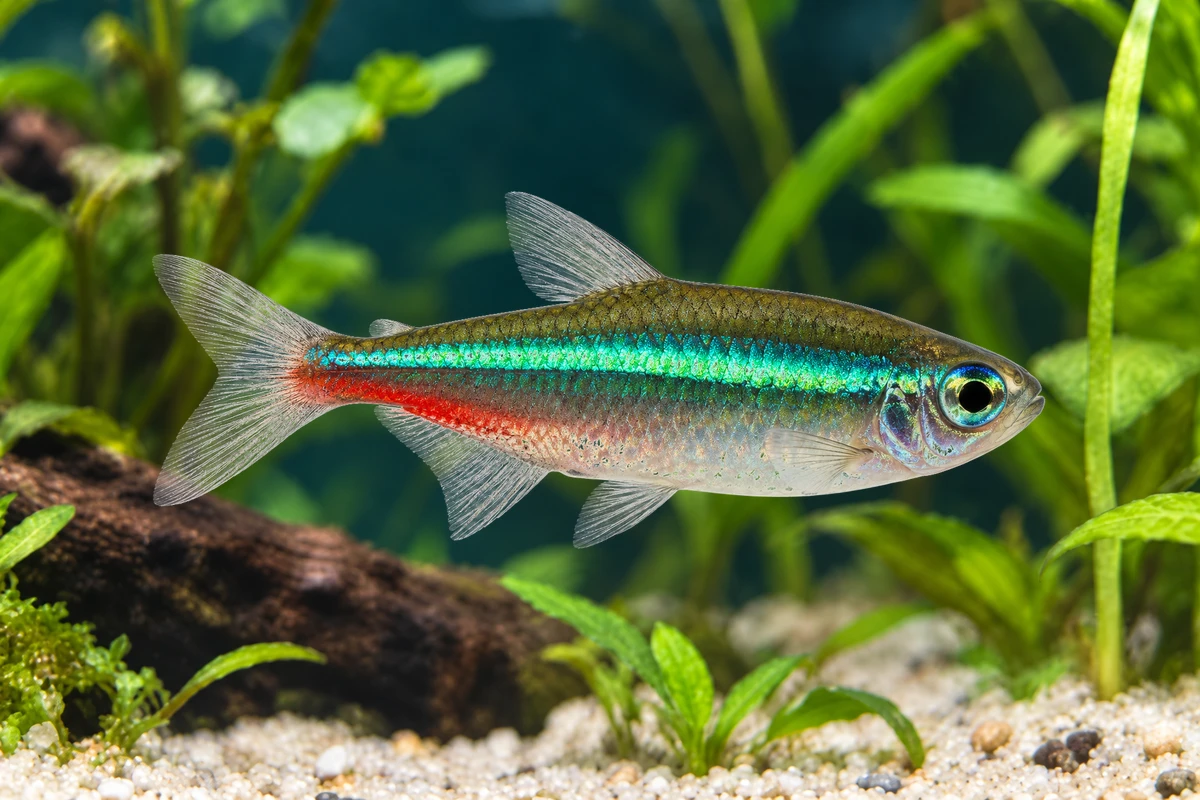 Illustration: Grüner Neon (Paracheirodon simulans)