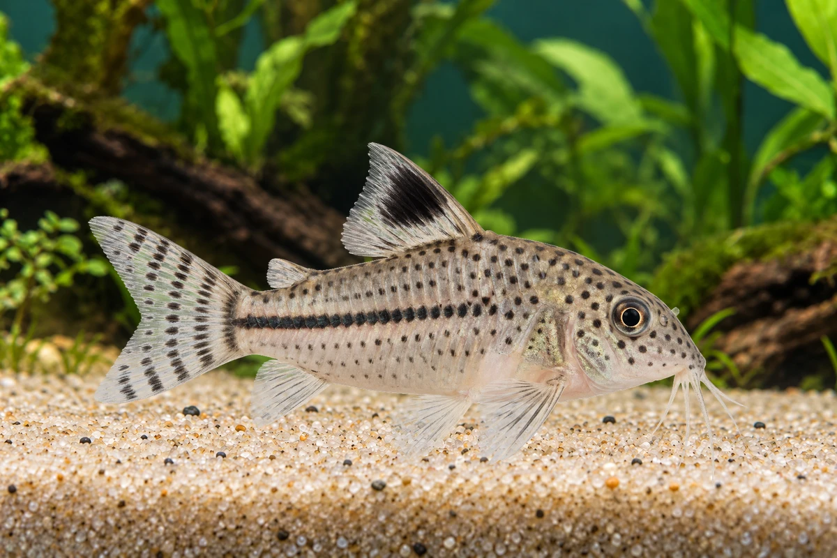 Illustration: Julii-Panzerwels (Hoplisoma julii)