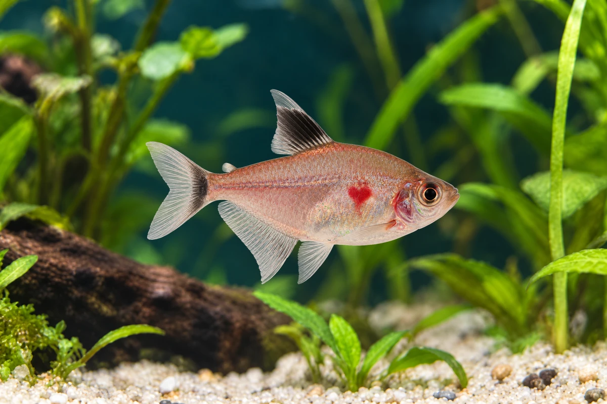 Illustration: Kirschflecksalmler (Megalamphodus erythrostigma)