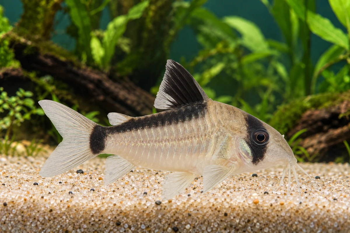 Illustration: Meta-Panzerwels (Hoplisoma metae)