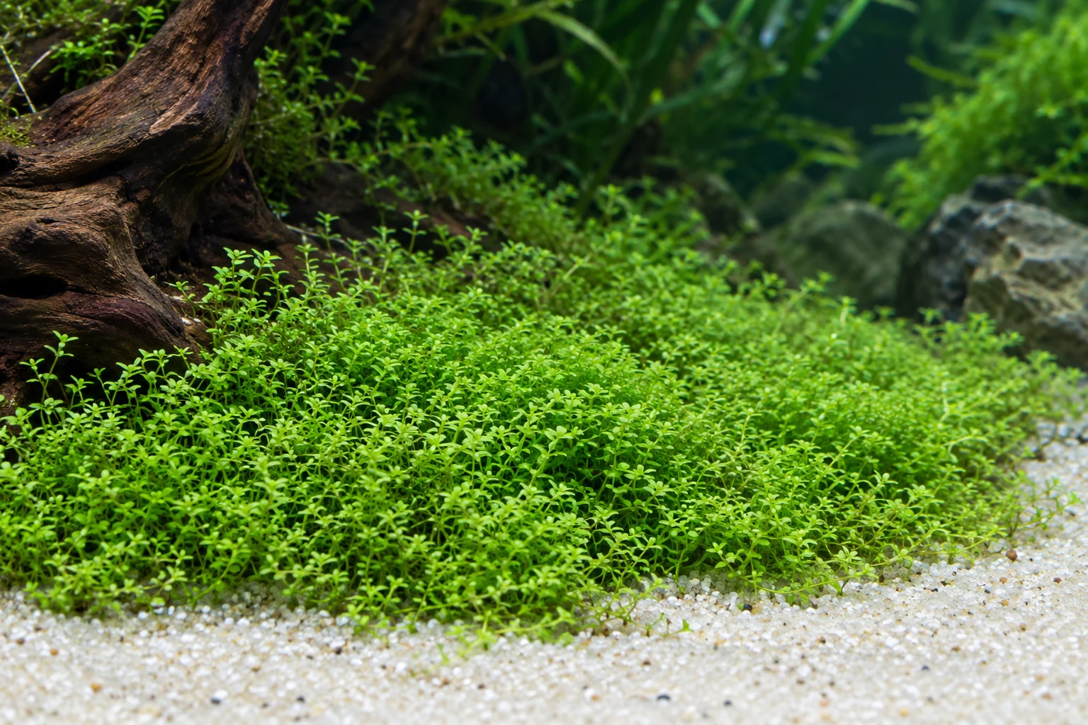 Kubanisches Zwerg-Perlenkraut (Micranthemum callitrichoides 'Cuba') in natürlicher Aquarienszene