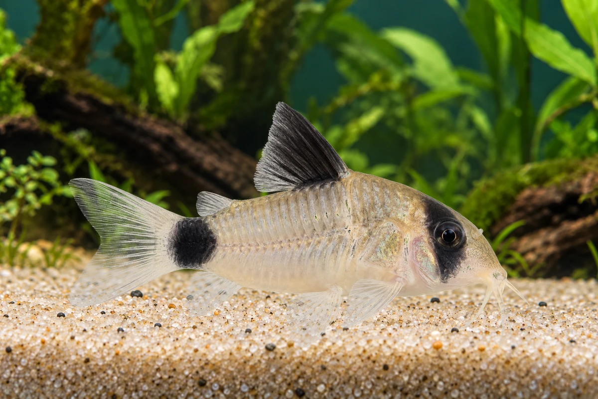 Illustration: Panda-Panzerwels (Hoplisoma panda)