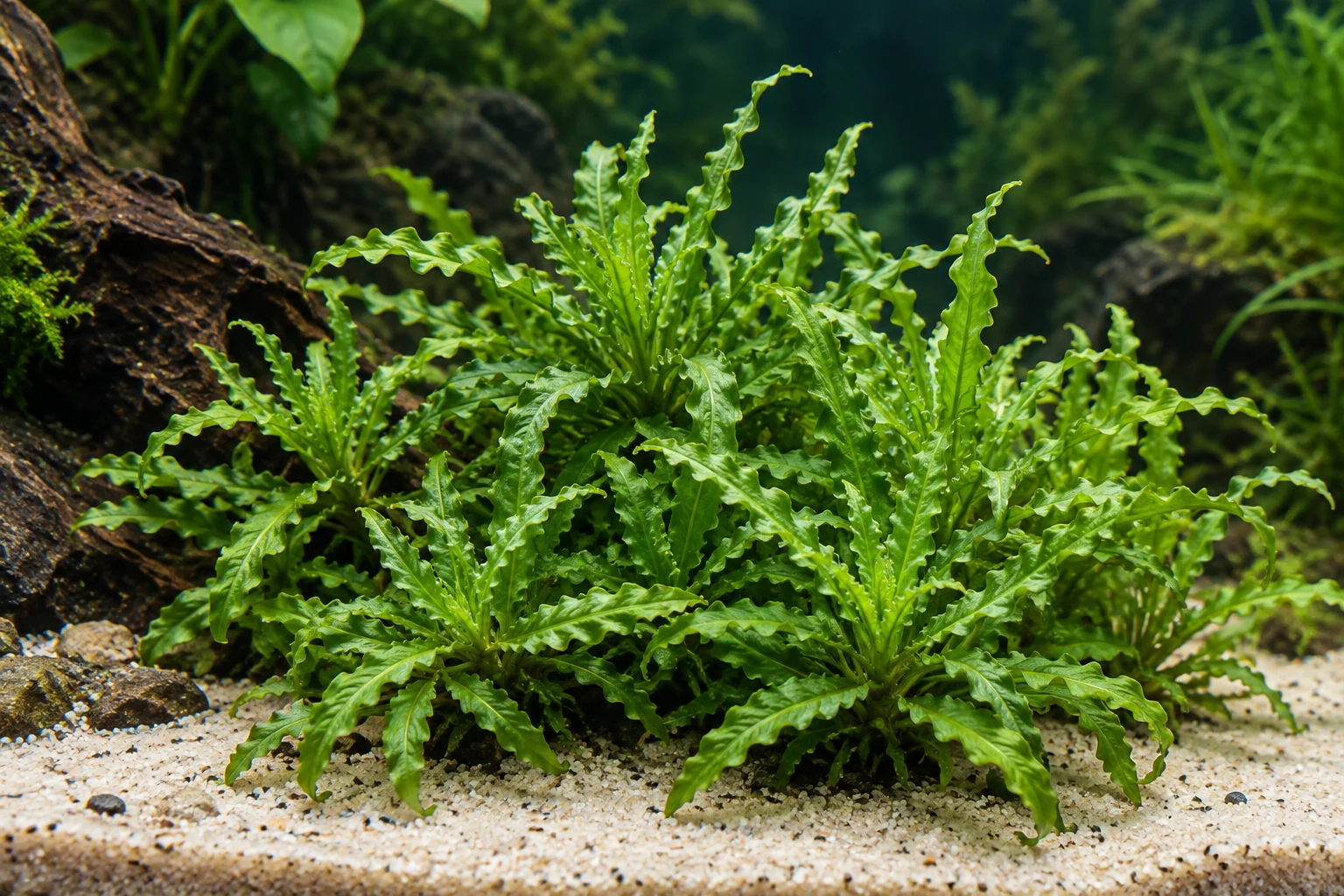 Kleiner Wasserstern 'Downoi' (Pogostemon helferi) in natürlicher Aquarienszene