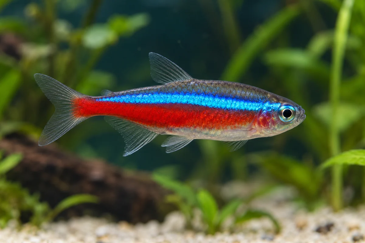 Illustration: Roter Neon (Paracheirodon axelrodi)