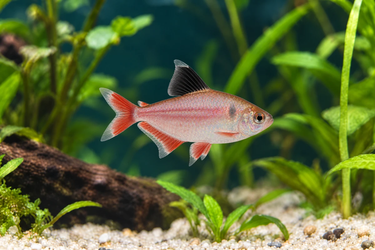 Illustration: Schmucksalmler (Megalamphodus bentosi)