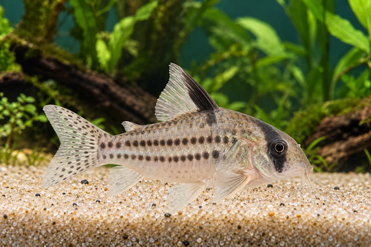 Illustration: Schwartz-Panzerwels (Hoplisoma schwartzi)