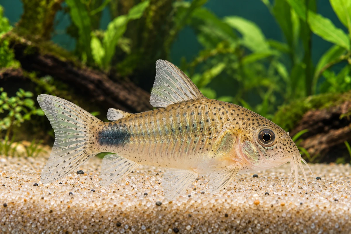 Illustration: Similis-Panzerwels (Hoplisoma simile)