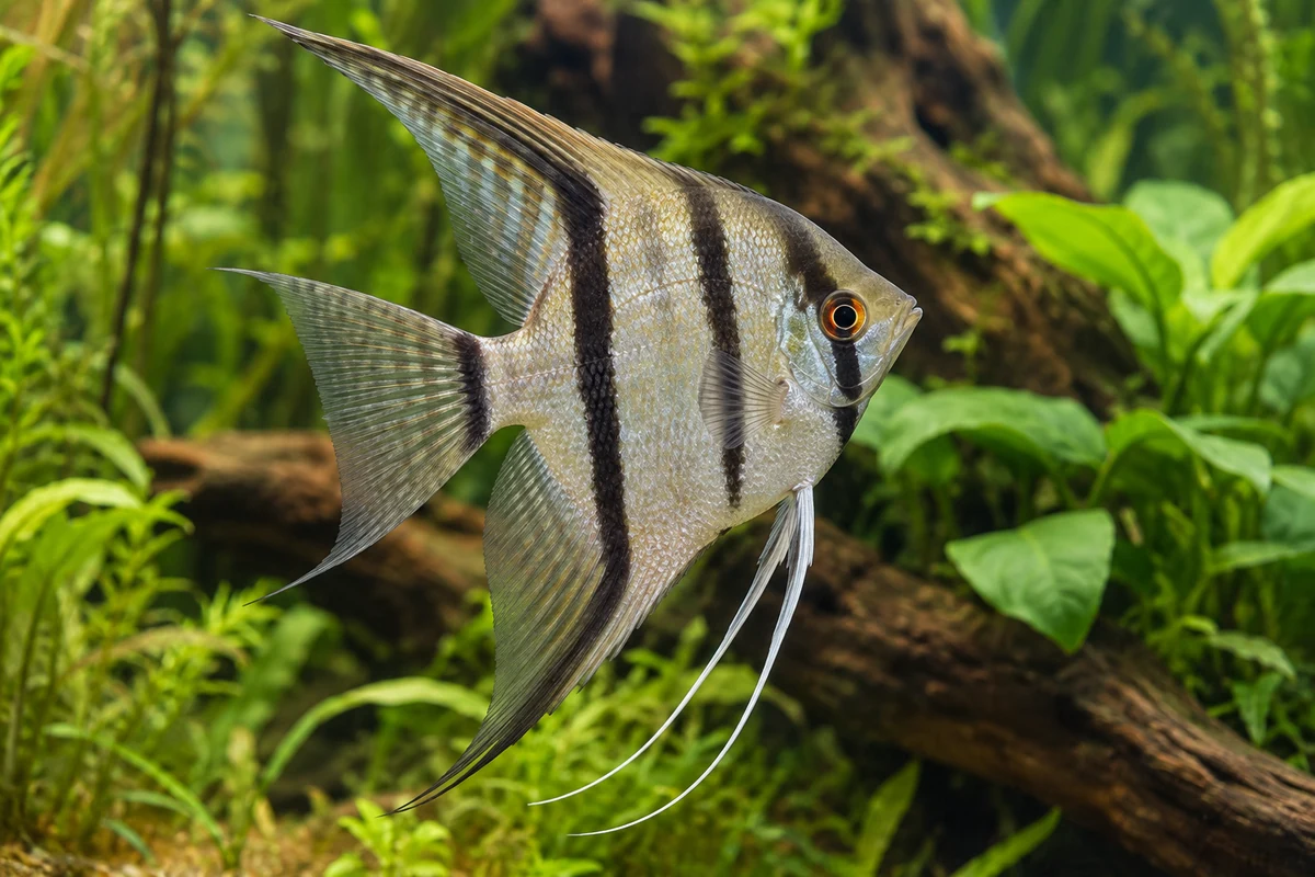 Gewöhnlicher Skalar: vollständiger Fisch im bepflanzten Aquarium
