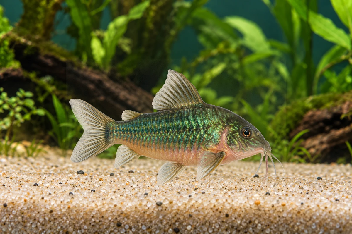 Illustration: Smaragdpanzerwels (Brochis splendens)