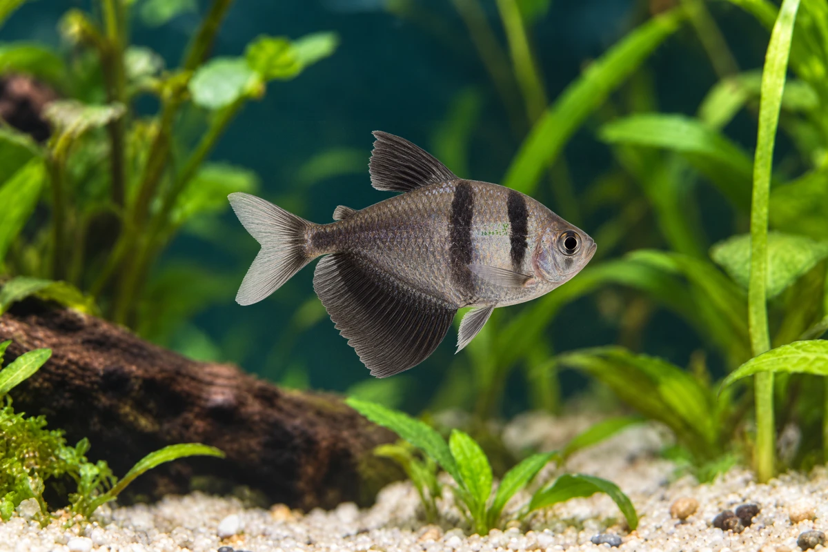 Illustration: Trauermantelsalmler (Gymnocorymbus ternetzi)