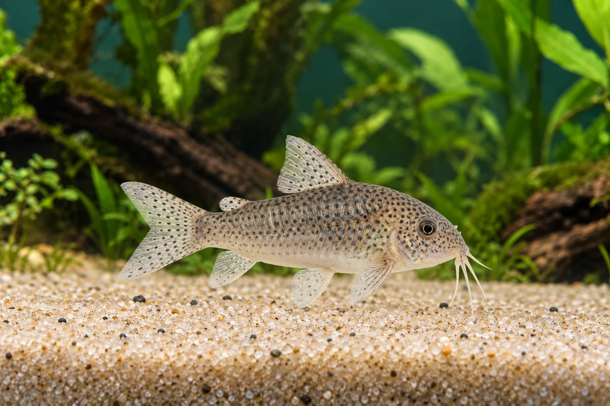 Illustration: Xingu-Panzerwels (Hoplisoma xinguense)