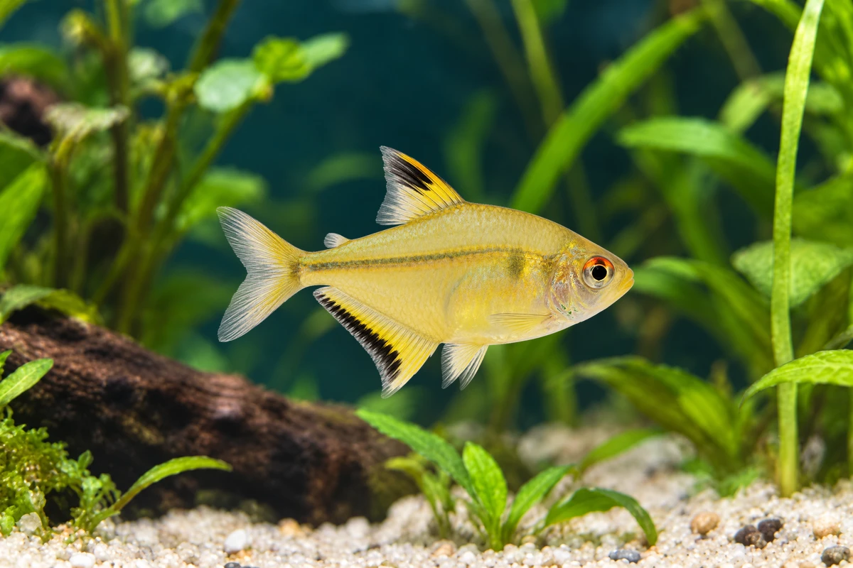 Illustration: Zitronensalmler (Hyphessobrycon pulchripinnis)