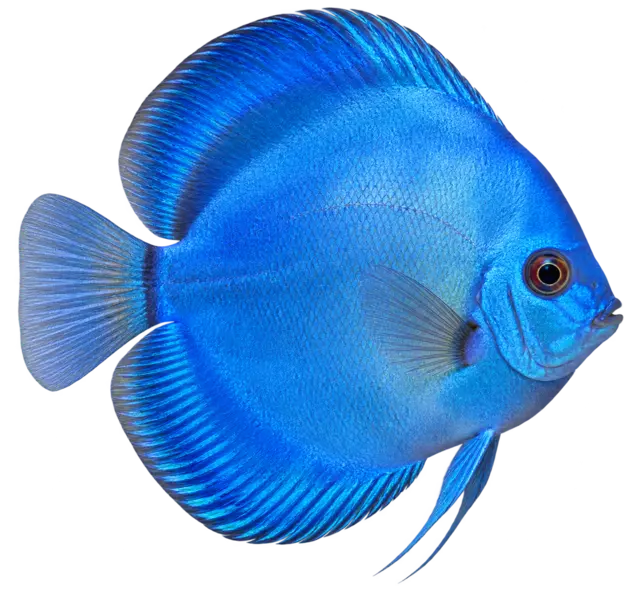 Freigestellter runder Blue-Diamond-Diskus mit gleichmäßiger blauer Färbung