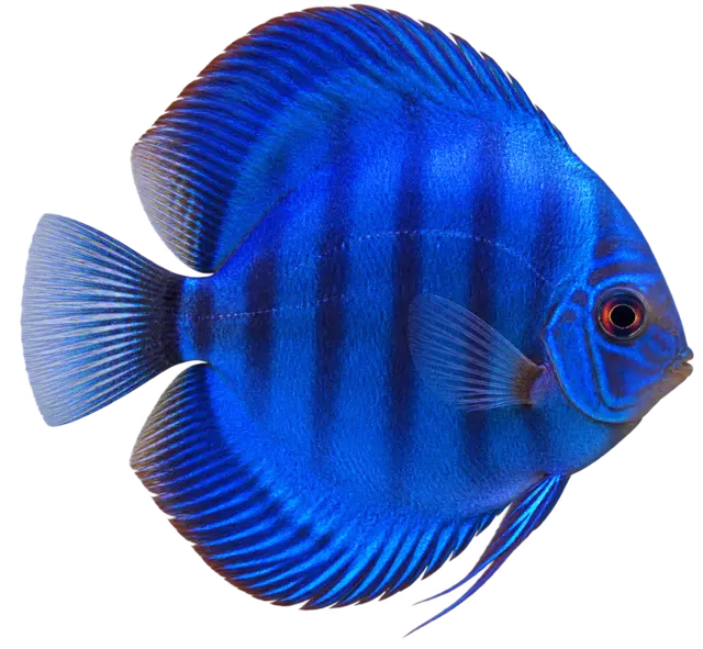 Freigestellter runder Kobalt-Diskus mit kräftiger blauer Färbung