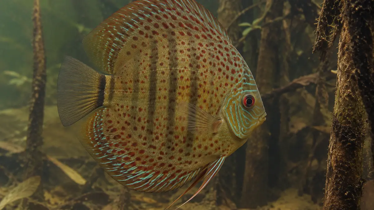 Grüner Japurá-Wilddiskus mit dichter roter Punktierung und sichtbaren dunklen Querbändern.