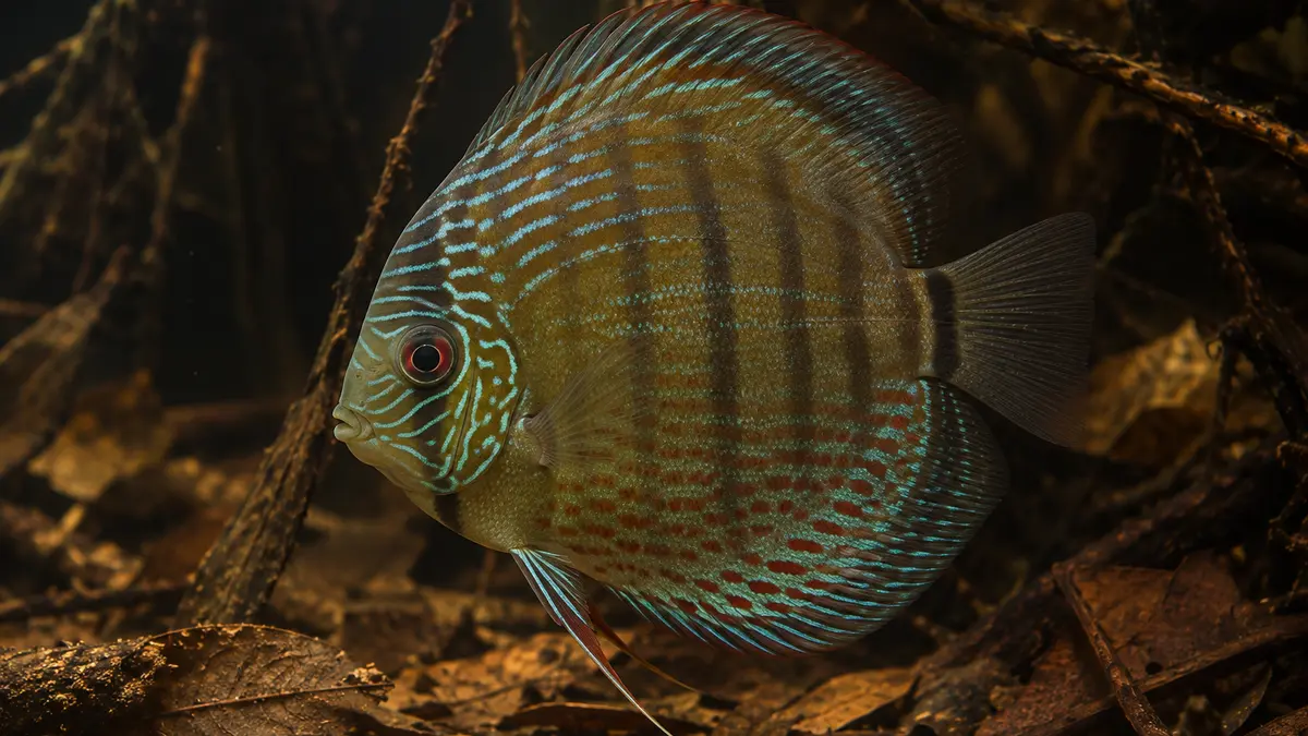 Grüner Wilddiskus mit durchgehenden türkisfarbenen Linien und feiner roter Punktierung.