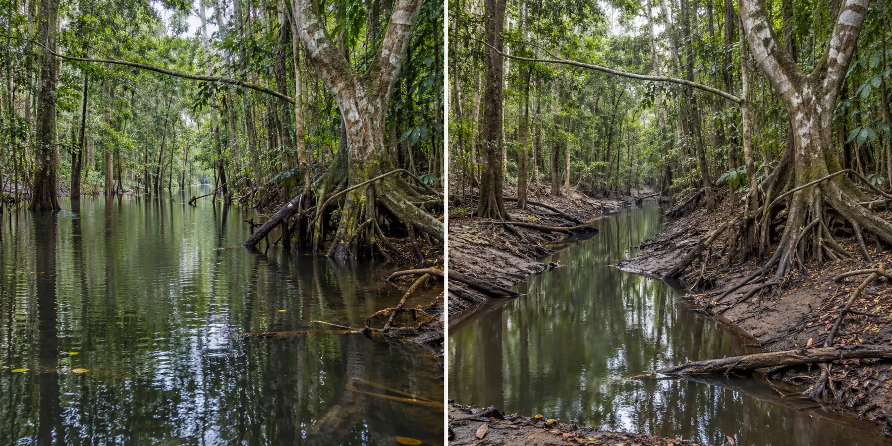 Derselbe amazonische Überschwemmungswald bei hohem Wasserstand und bei Niedrigwasser.